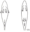 laxogthorsk.gif (5498 bytes)